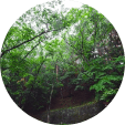 Miyawaki Forest